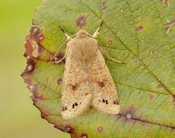 73.250 BF2189 Twin-spotted Quaker Anorthoa munda