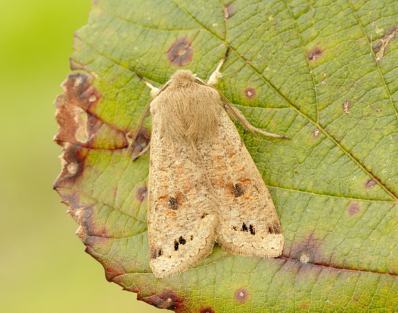 73.250 BF2189 Twin-spotted Quaker Anorthoa munda