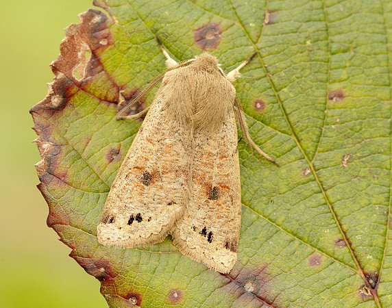73.250 BF2189 Twin-spotted Quaker Anorthoa munda