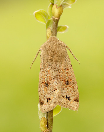 73.250 BF2189 Twin-spotted Quaker Anorthoa munda