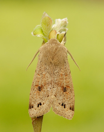 73.250 BF2189 Twin-spotted Quaker Anorthoa munda