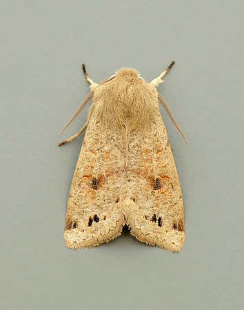 73.250 BF2189 Twin-spotted Quaker Anorthoa munda