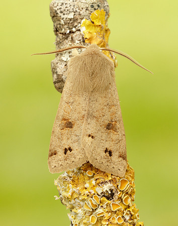 73.250 BF2189 Twin-spotted Quaker Anorthoa munda