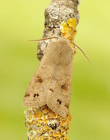 73.250 BF2189 Twin-spotted Quaker Anorthoa munda