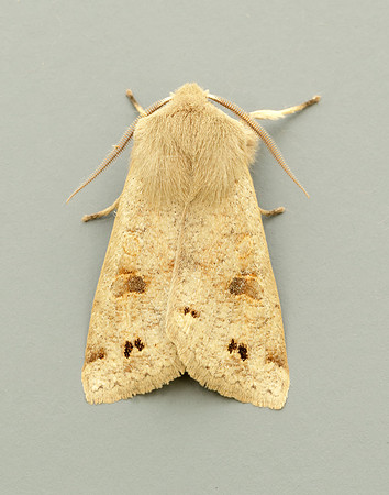 73.250 BF2189 Twin-spotted Quaker Anorthoa munda