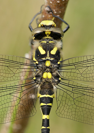 Golden-ringed Dragonfly Cordulegaster boltonii