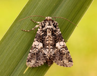 73.283 BF2171 Marbled Coronet Hadena confusa