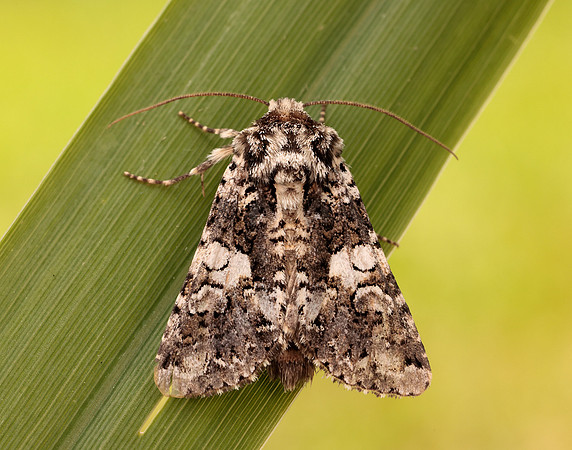 73.283 BF2171 Marbled Coronet Hadena confusa
