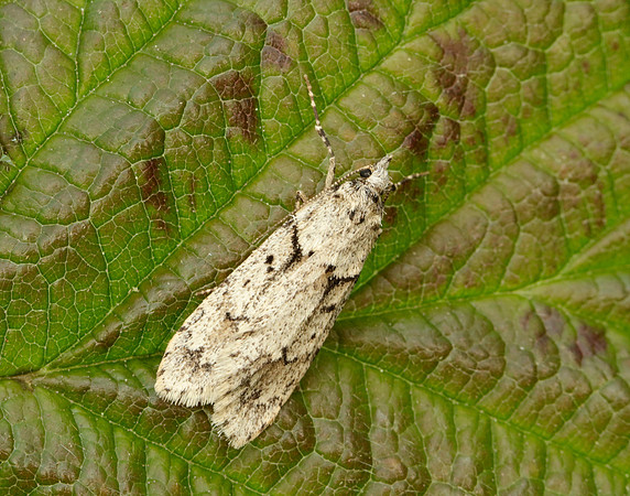 29.001 BF663 Diurnea fagella