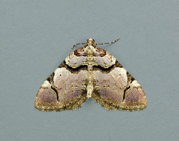 70.067 BF1747  Streamer Anticlea derivata