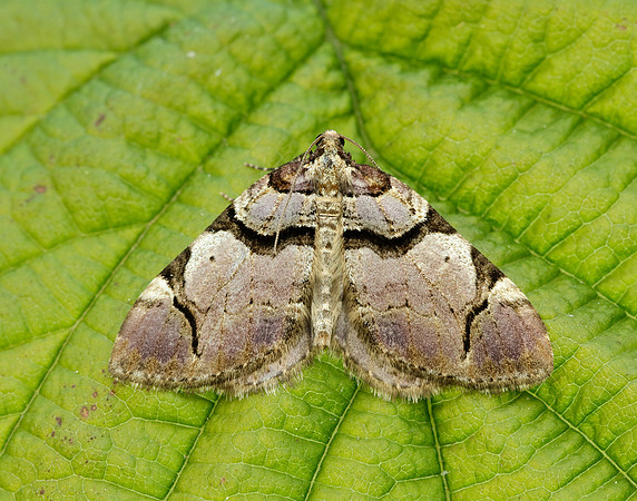 70.067 BF1747  Streamer Anticlea derivata