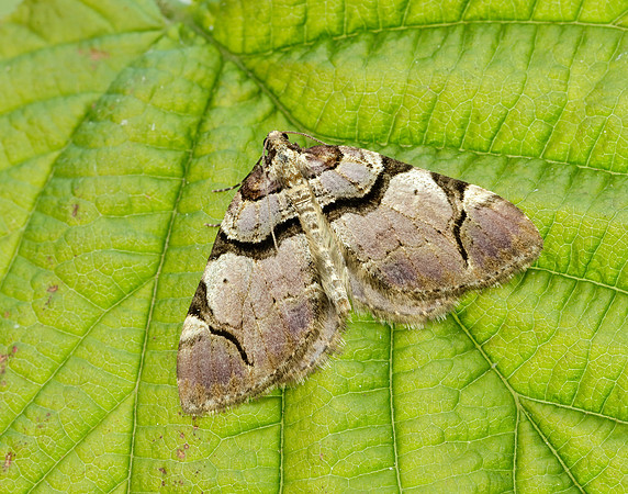 70.067 BF1747  Streamer Anticlea derivata