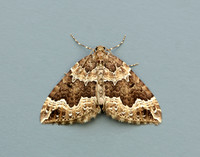 70.103 BF1750 Water Carpet Lampropteryx suffumata