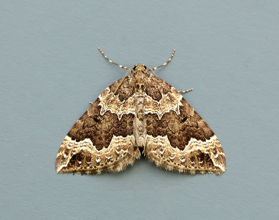 70.103 BF1750 Water Carpet Lampropteryx suffumata
