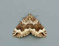 70.103 BF1750 Water Carpet Lampropteryx suffumata