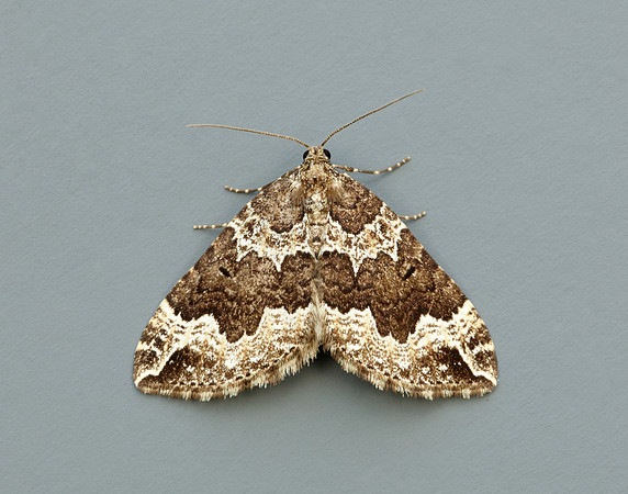 70.103 BF1750 Water Carpet Lampropteryx suffumata