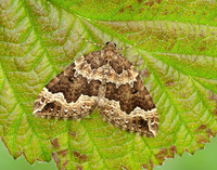 70.103 BF1750 Water Carpet Lampropteryx suffumata
