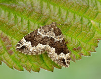 70.103 BF1750 Water Carpet Lampropteryx suffumata