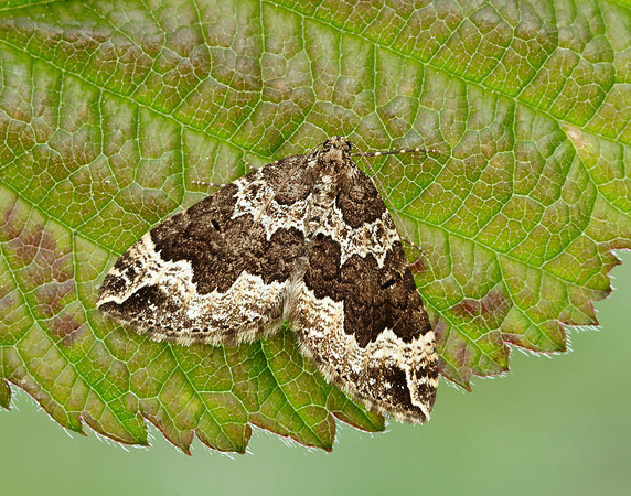 70.103 BF1750 Water Carpet Lampropteryx suffumata
