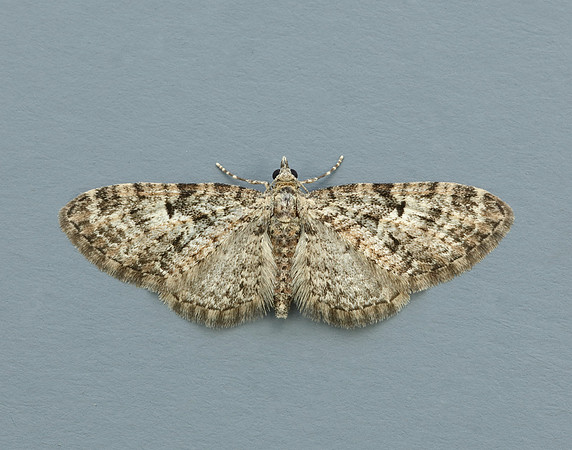 70.157 BF1853 Oak-tree Pug Eupithecia dodoneata