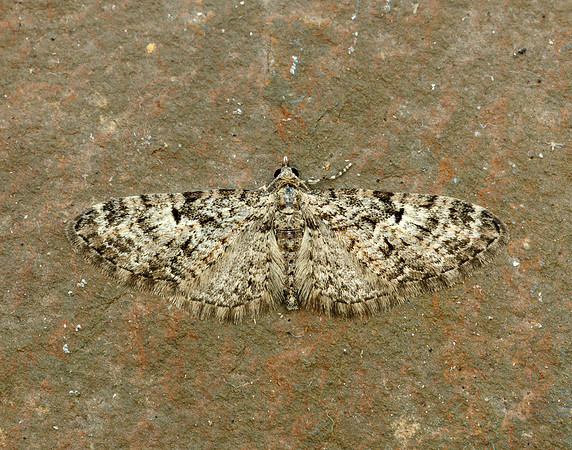 70.157 BF1853 Oak-tree Pug Eupithecia dodoneata