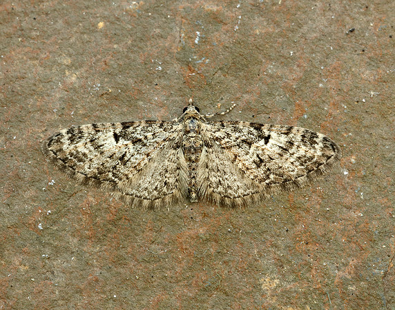 70.157 BF1853 Oak-tree Pug Eupithecia dodoneata