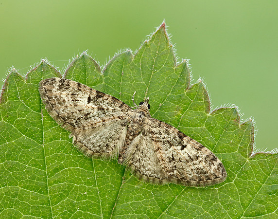 70.157 BF1853 Oak-tree Pug Eupithecia dodoneata