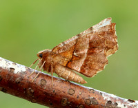 70.237 BF1917 Early Thorn Selenia dentaria