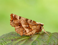 70.237 BF1917 Early Thorn Selenia dentaria