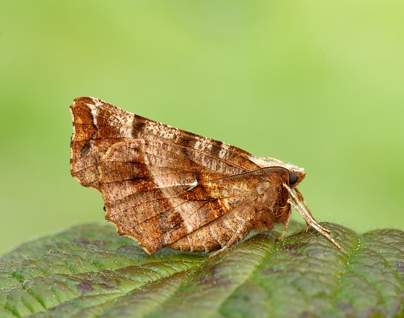 70.237 BF1917 Early Thorn Selenia dentaria