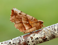70.237 BF1917 Early Thorn Selenia dentaria