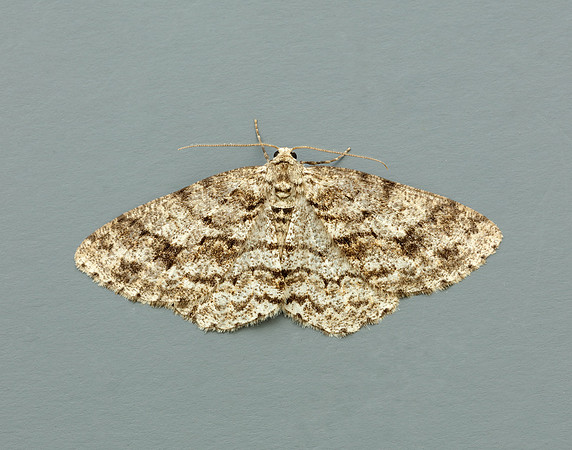 70.270 BF1947 Engrailed Ectropis crepuscularia