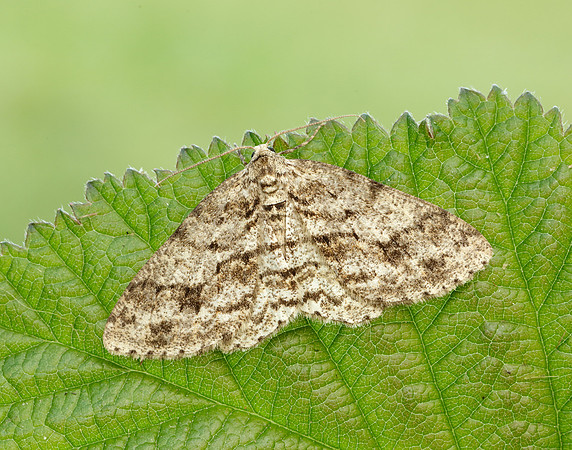 70.270 BF1947 Engrailed Ectropis crepuscularia