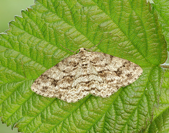 70.270 BF1947 Engrailed Ectropis crepuscularia