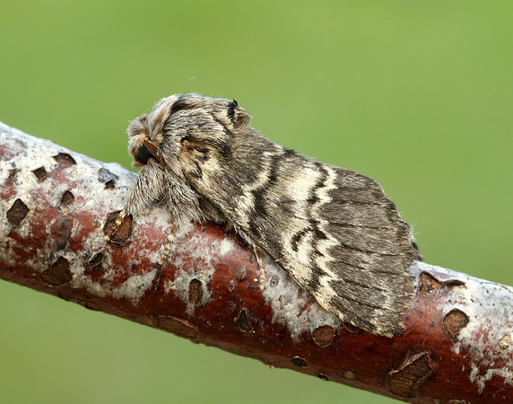 71.011 BF2015 Lunar Marbled Brown Drymonia ruficornis