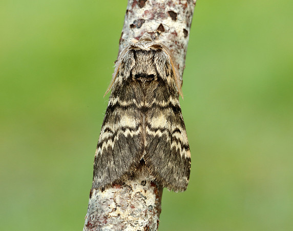 71.011 BF2015 Lunar Marbled Brown Drymonia ruficornis