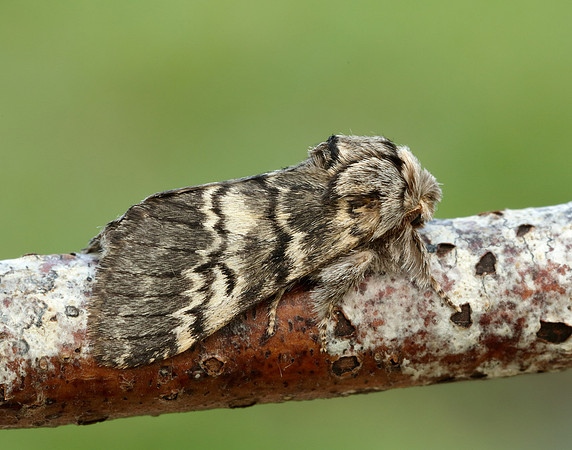 71.011 BF2015 Lunar Marbled Brown Drymonia ruficornis