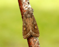 73.267 BF2160 Bright-line Brown-eye Lacanobia oleracea
