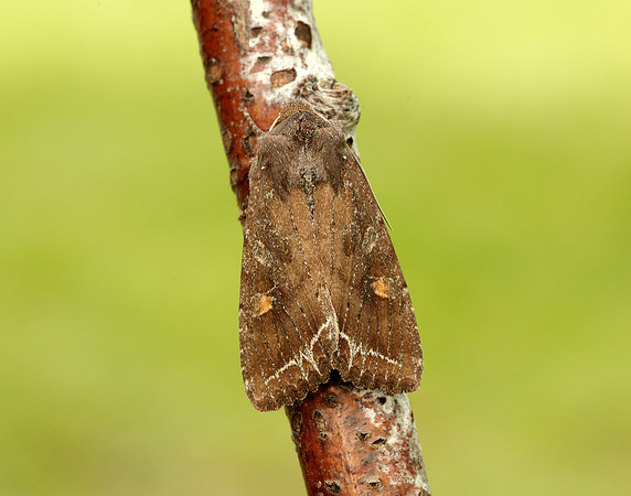 73.267 BF2160 Bright-line Brown-eye Lacanobia oleracea