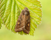 73.267 BF2160 Bright-line Brown-eye Lacanobia oleracea