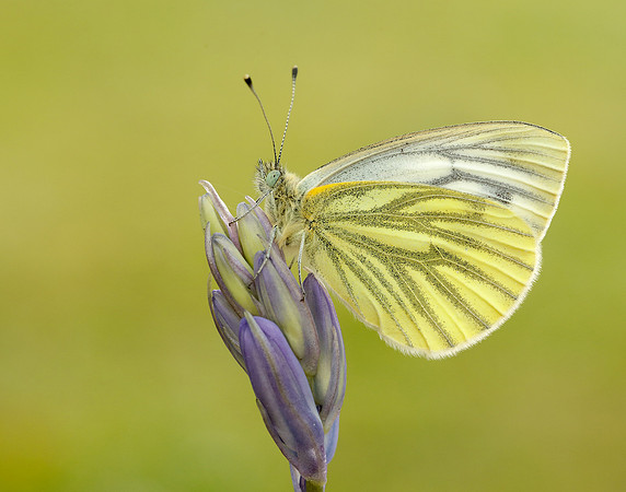 Green-veined White Pieris napi