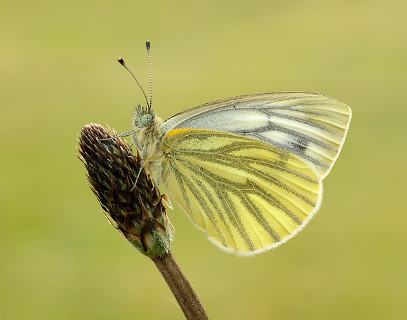 Green-veined White Pieris napi
