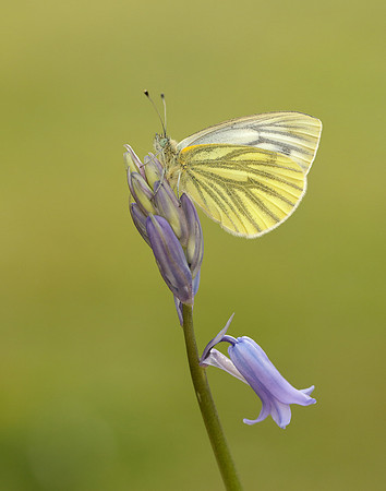 Green-veined White Pieris napi