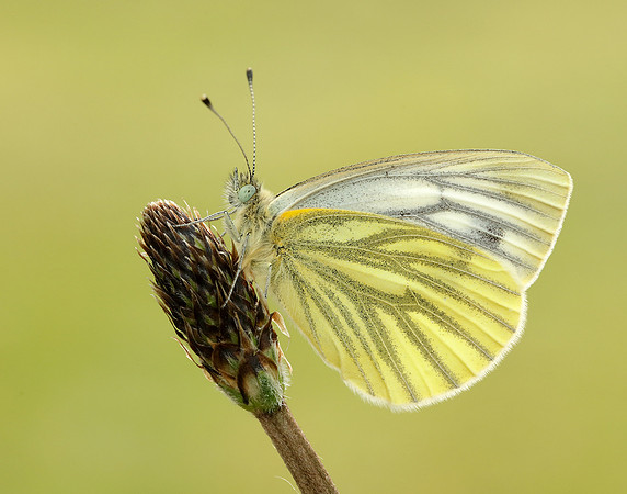 Green-veined White Pieris napi