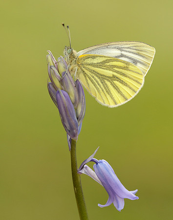 Green-veined White Pieris napi
