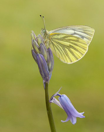 Green-veined White Pieris napi