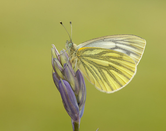 Green-veined White Pieris napi