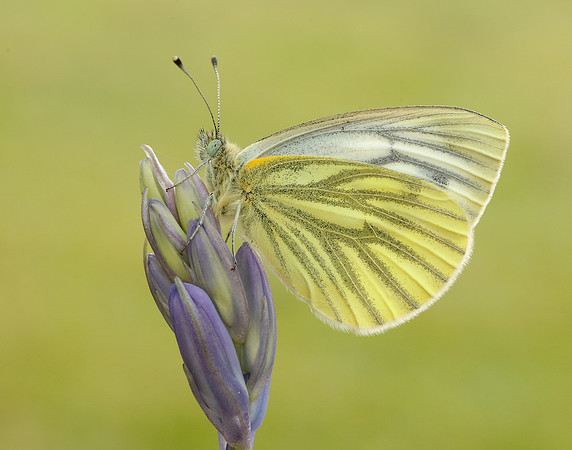 Green-veined White Pieris napi