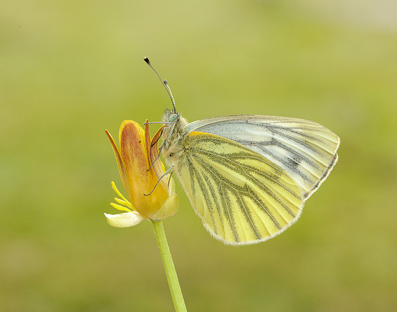 Green-veined White Pieris napi