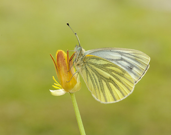 Green-veined White Pieris napi